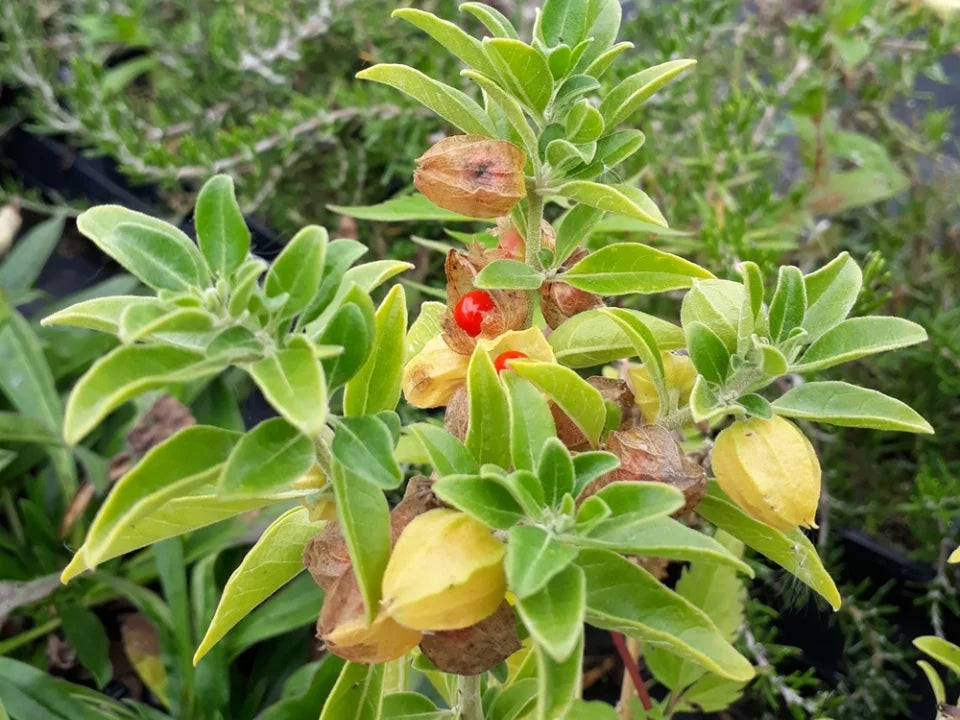 Ashwagandha