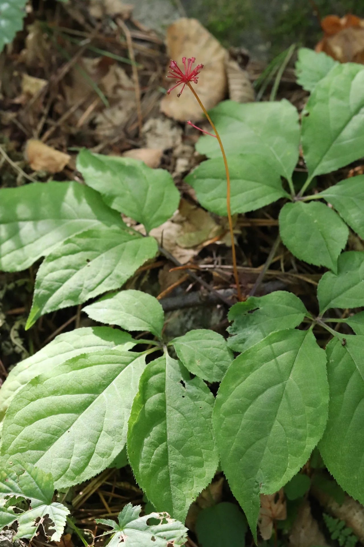 Ginseng